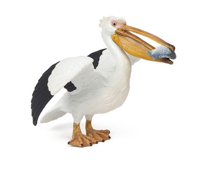 Pelican