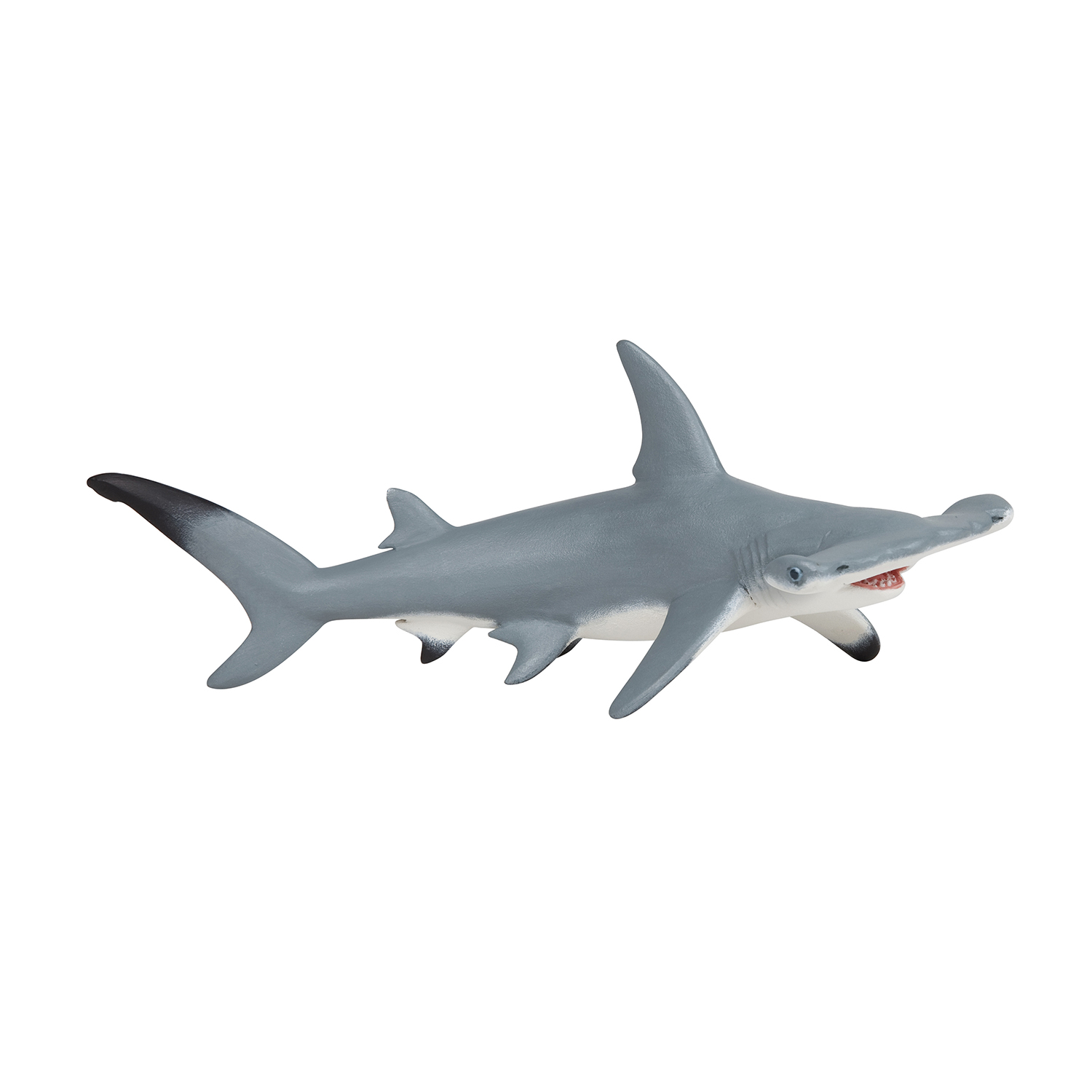 Hammerhead shark