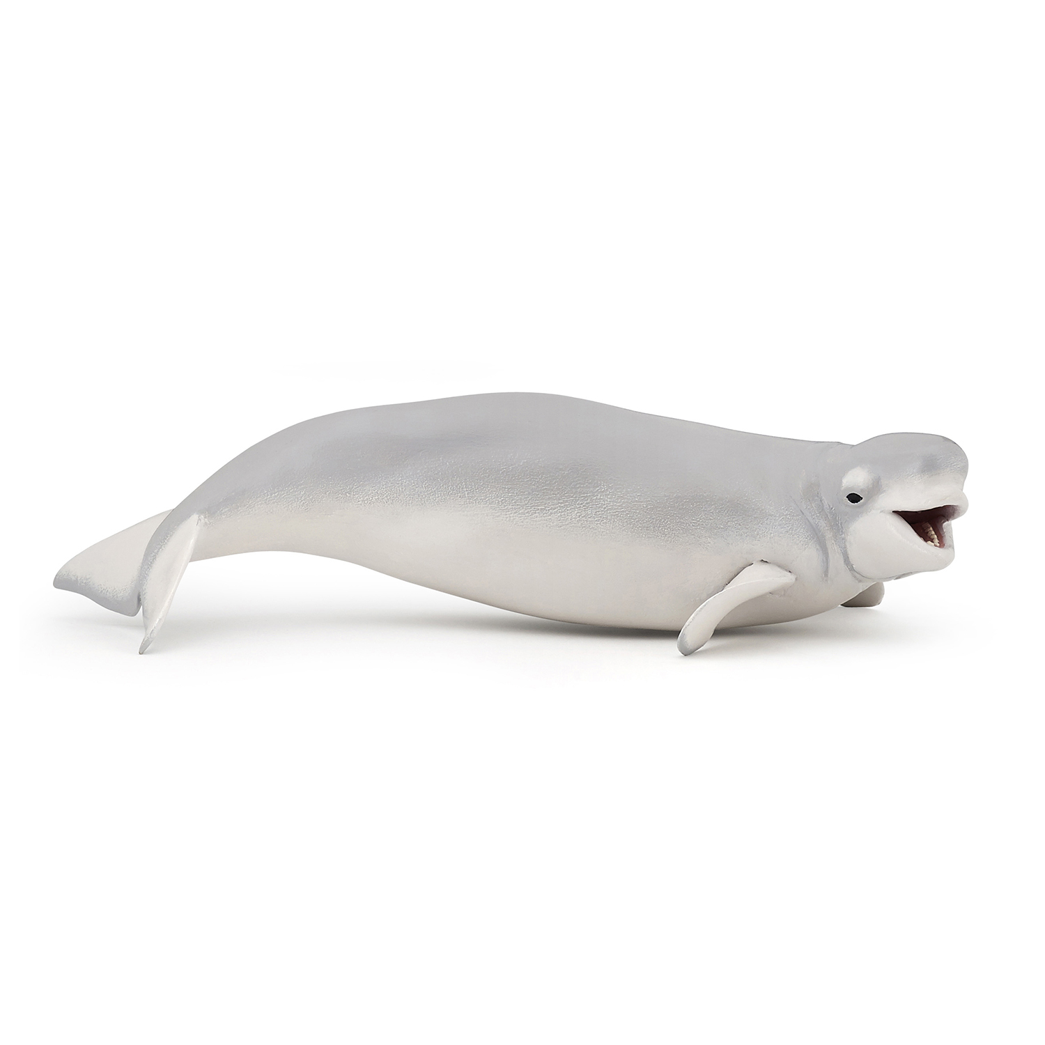 Beluga whale