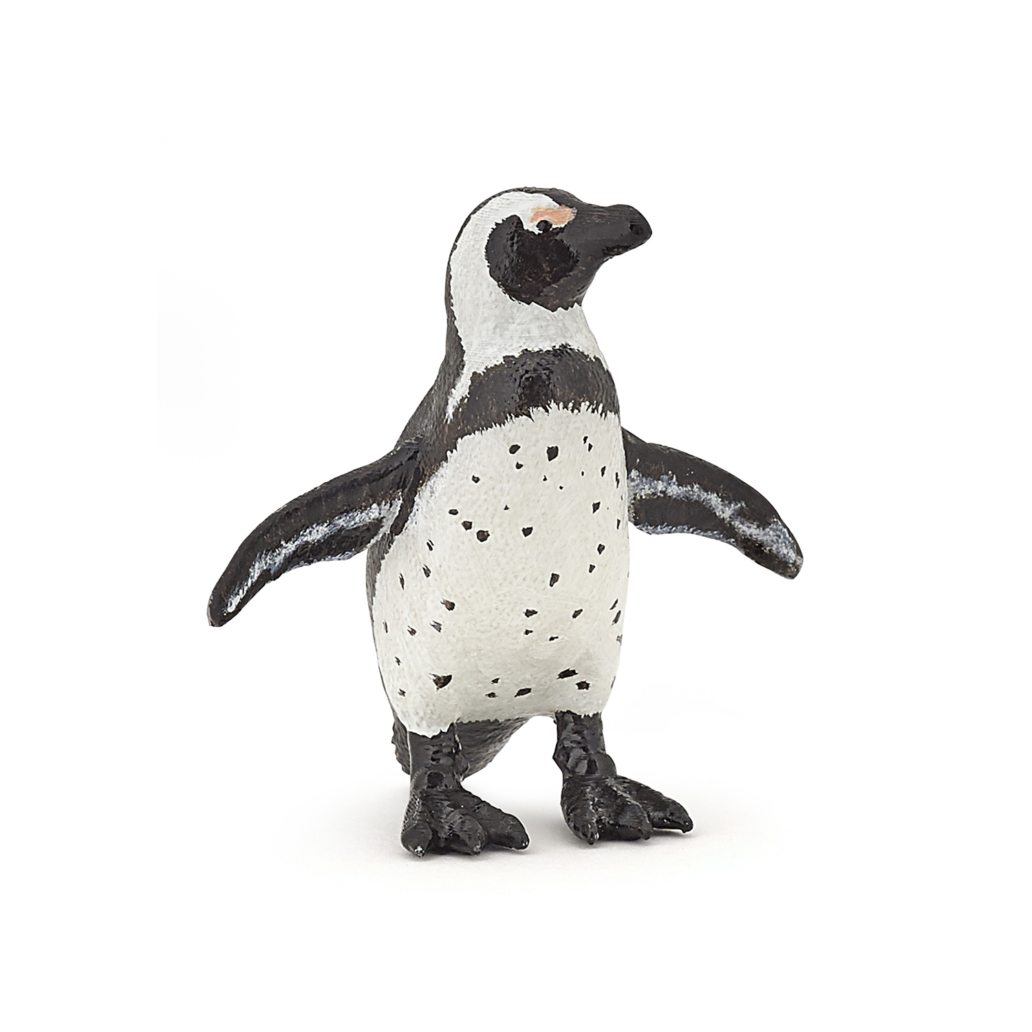 African penguin