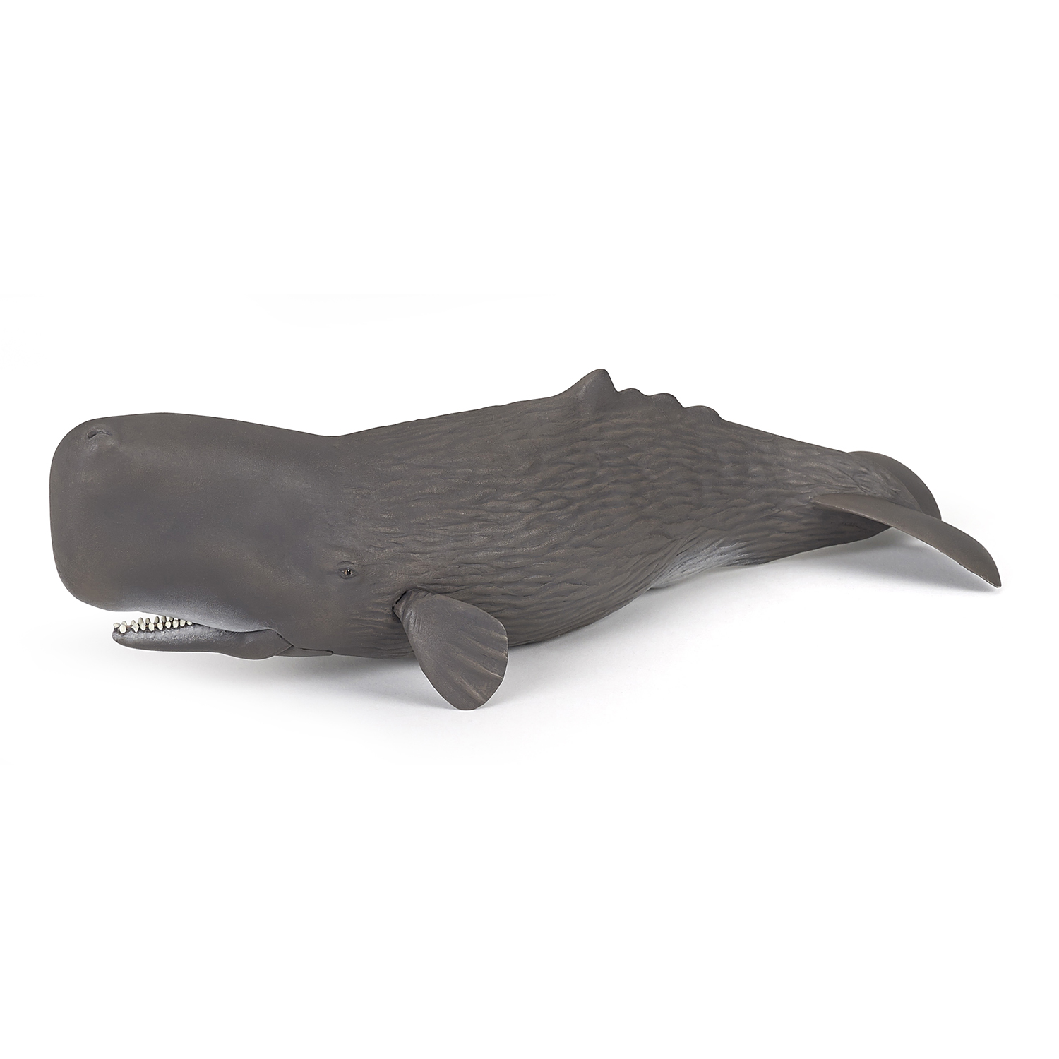 Sperm whale