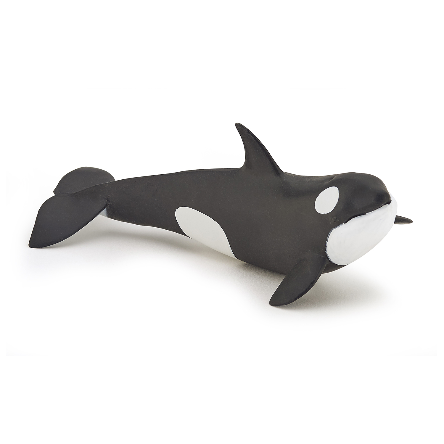 Killer whale calf