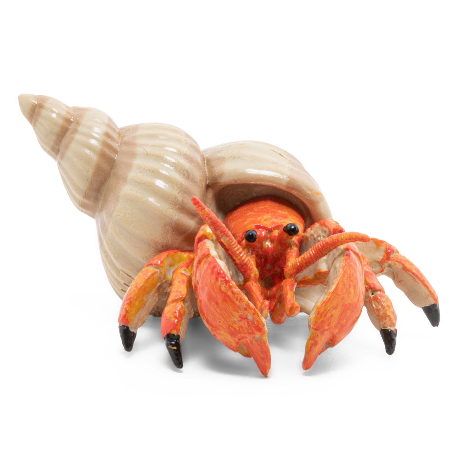 Hermit crab