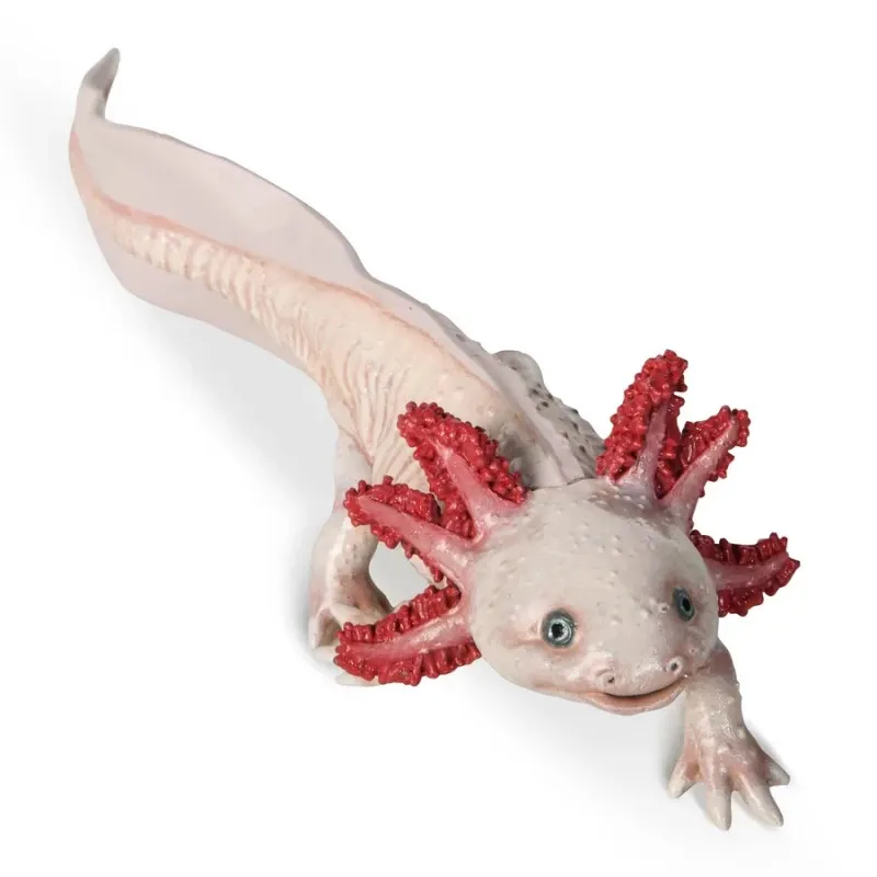 Axolotl