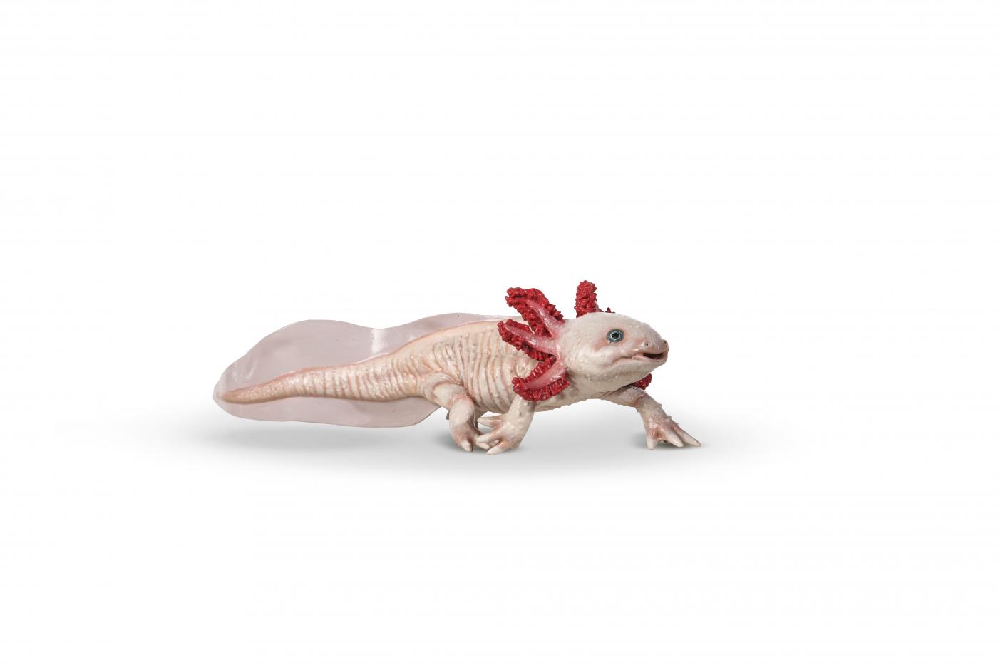 Axolotl
