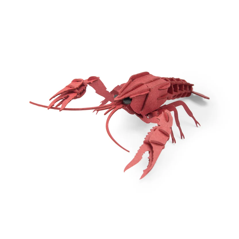 Crayfish 3D puzzle Tout autour du monde