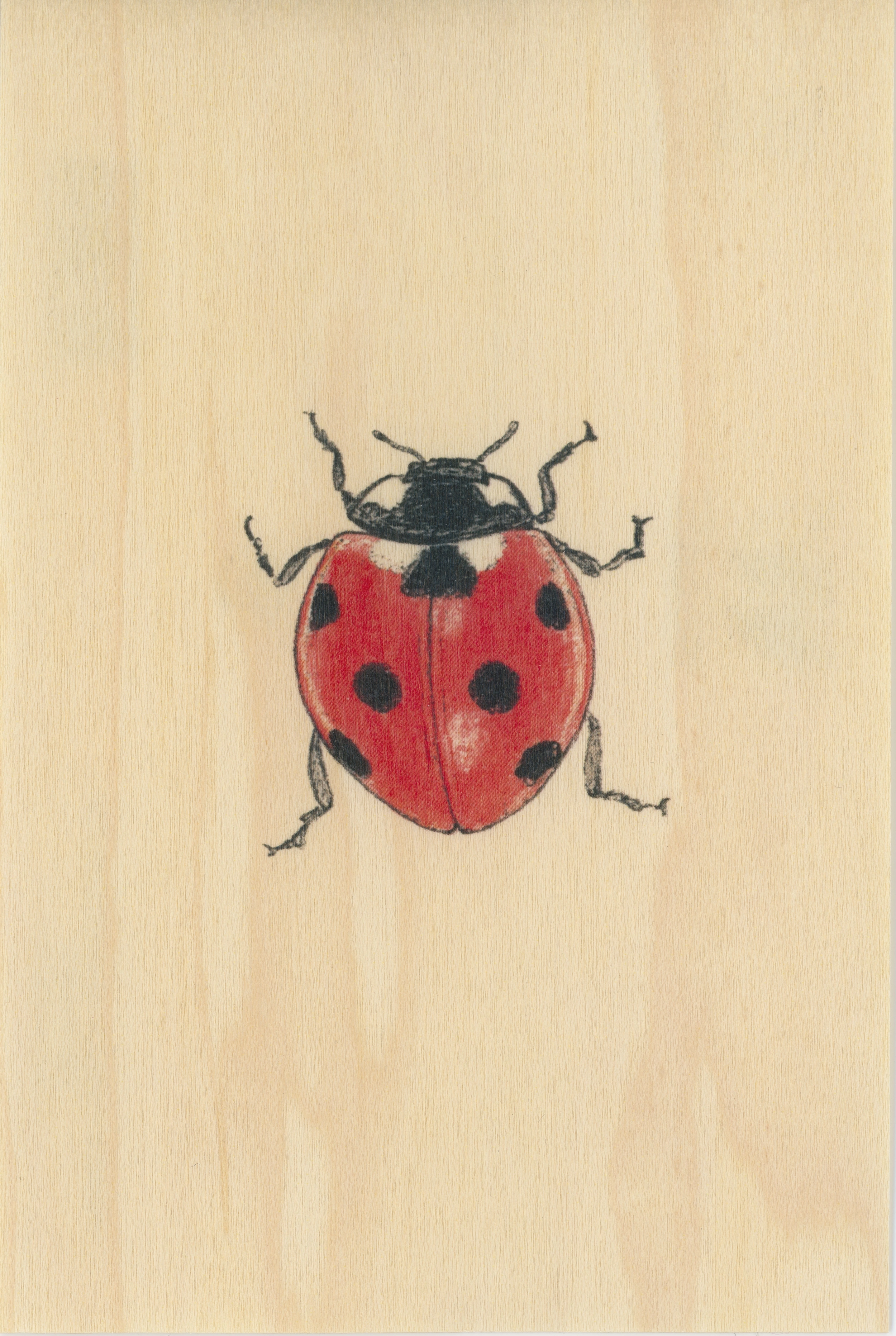 kort: black and colors coccinelle