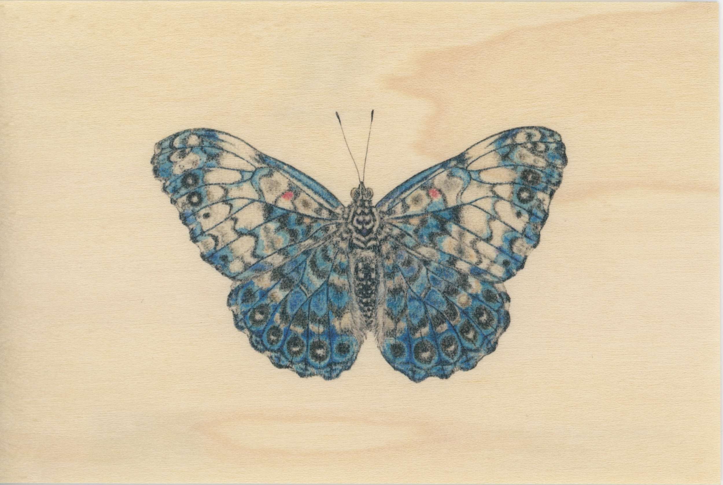 kort: black and colors papillon