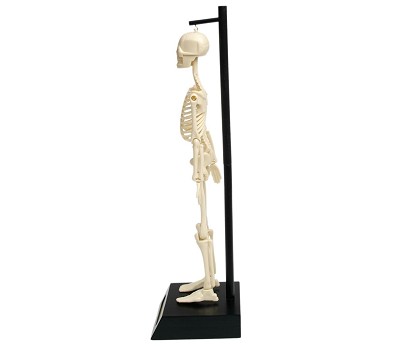 ANATOMICAL SKELETON MODEL