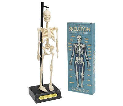 ANATOMICAL SKELETON MODEL