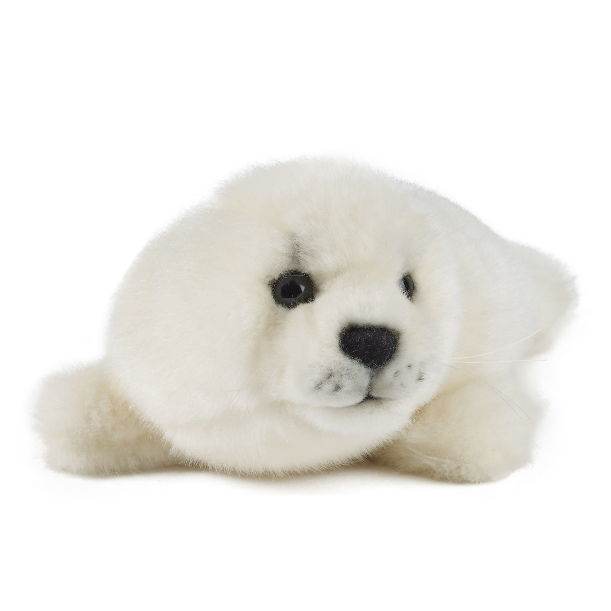 Grey Seal Pup