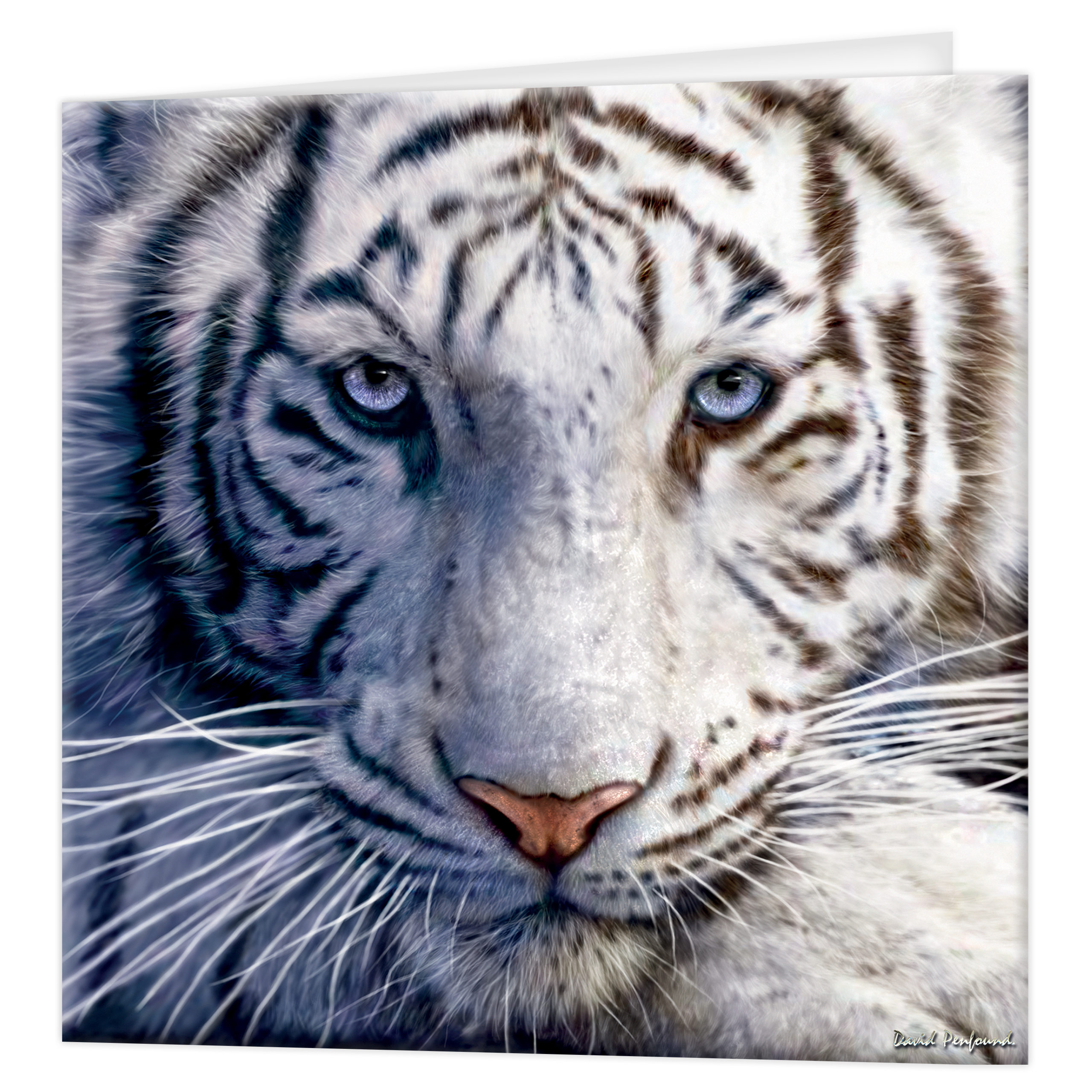3D Greeting cards - White Tiger