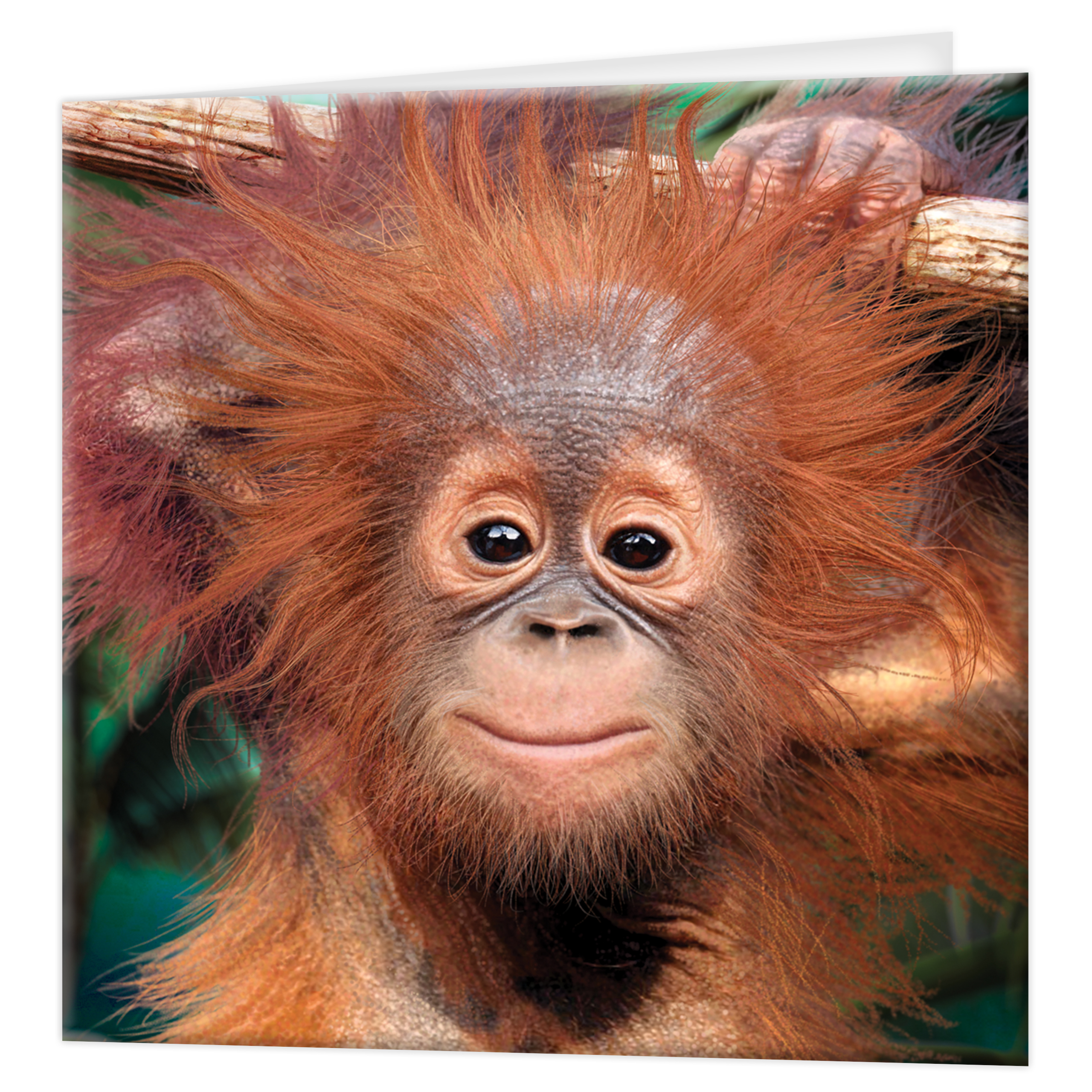 3D Greeting cards - Baby Orangutan