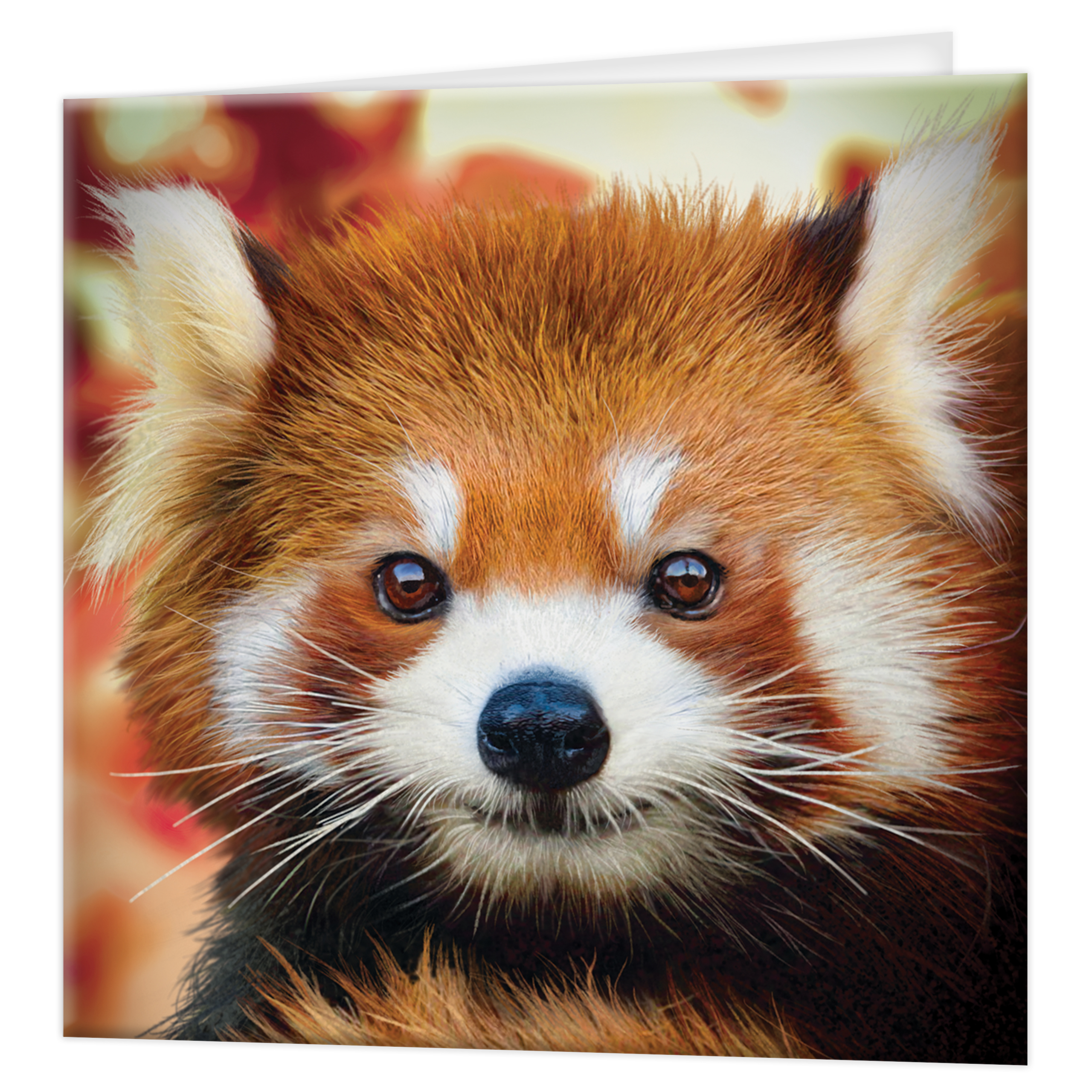 3D Greeting cards - Baby Red Panda