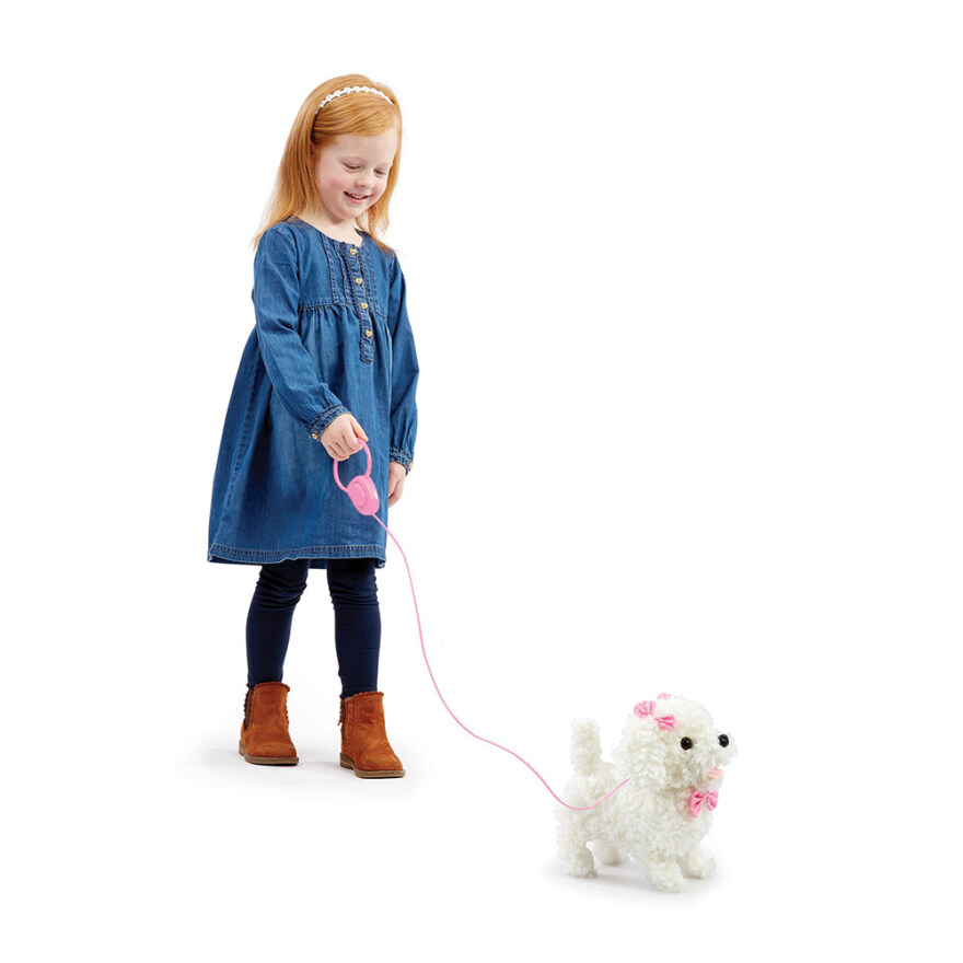 walk along puppy - poodle