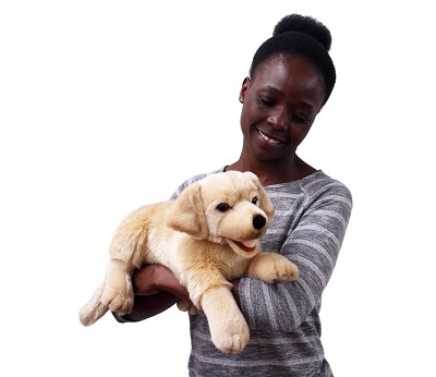 Labrador (Yellow)