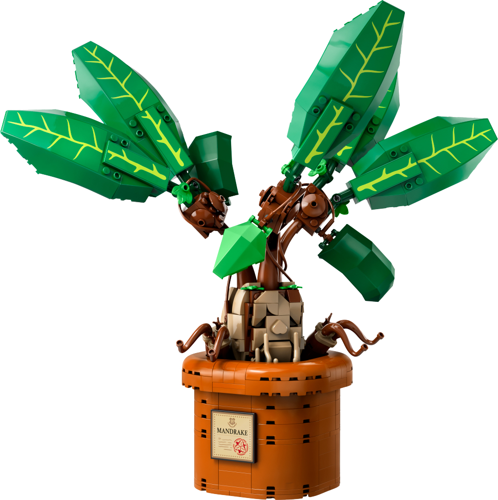 6470529 - Alruneplante