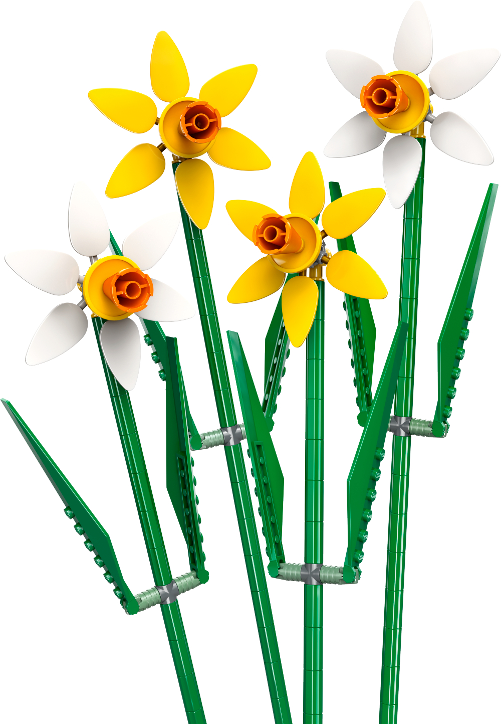 6476650 - Påskeliljer