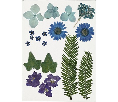 Tørkede blomster og blad. blå