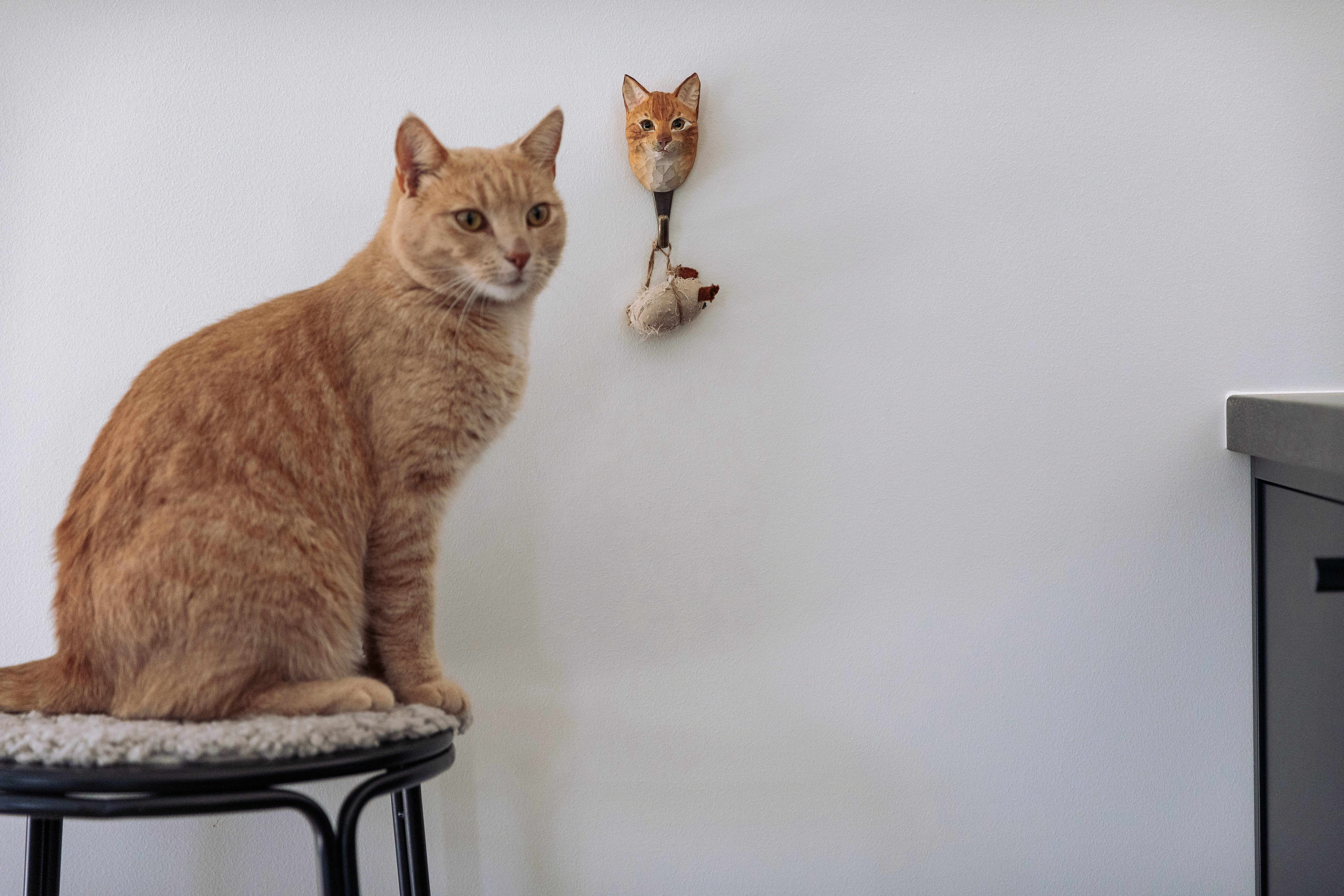 Hook, Cat