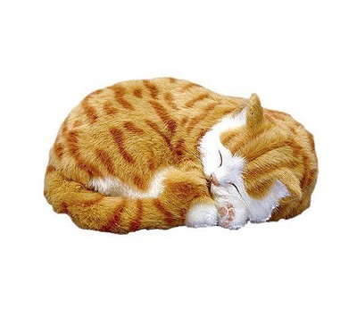 Orange Tabby Katt