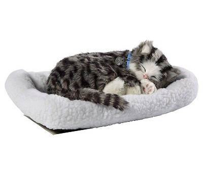 Grå Tabby Katt