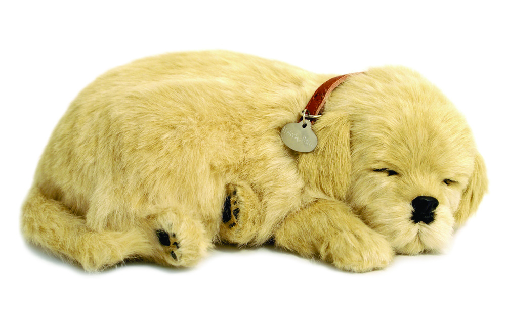 Golden Retriver