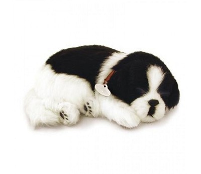 Hund Border Collie
