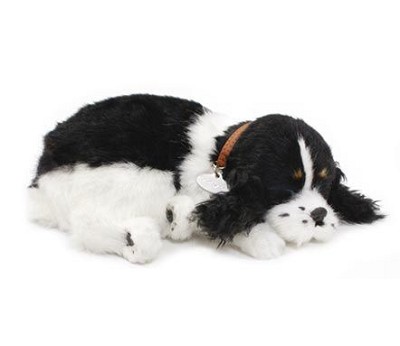 Cocker Spaniel