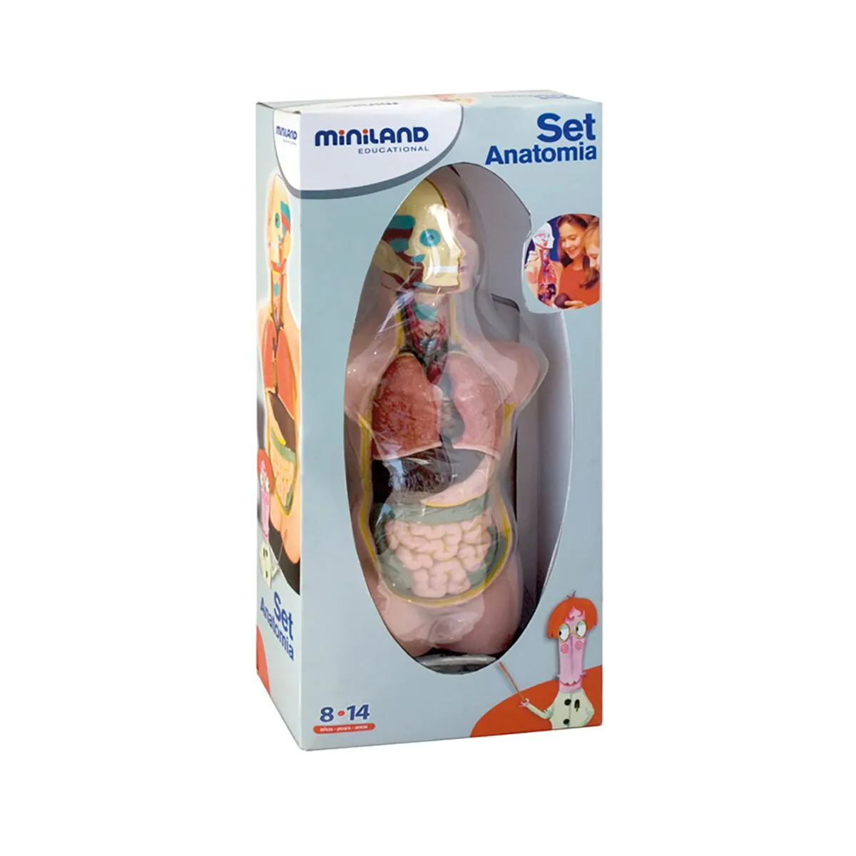ANATOMY SET 11 PCS