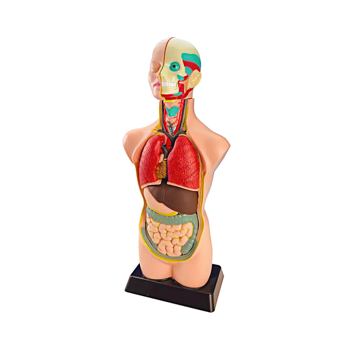 ANATOMY SET 11 PCS