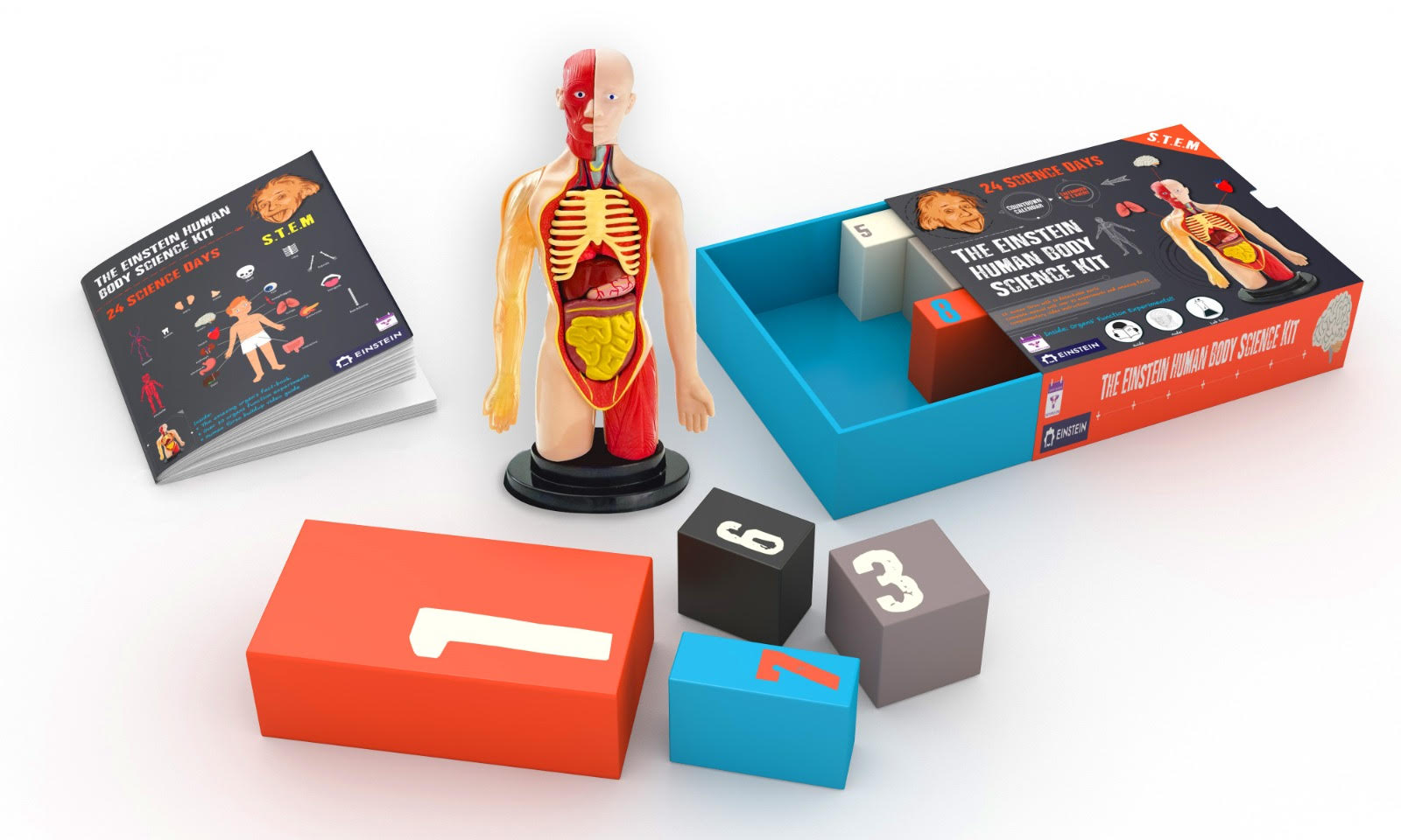 Countdown Calendar - Einstein Human Body Science Kit